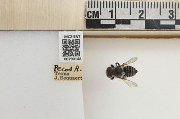 Media type: image;   Entomology 790148 Aspect: Labels